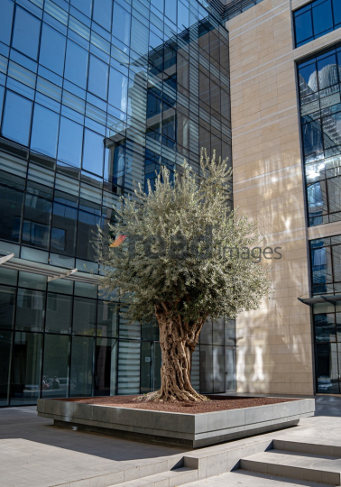 Old Olive Tree Amid Modern Architecture in Al Abdali Boulevard at Sunrise