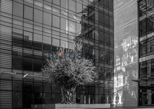 Old Olive Tree Amid Modern Architecture in Al Abdali Boulevard at Sunrise