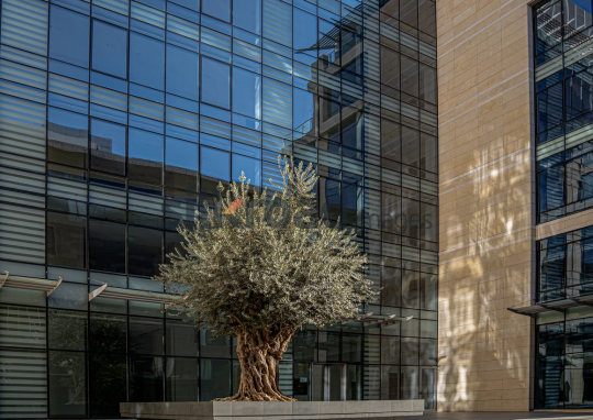 Old Olive Tree Amid Modern Architecture in Al Abdali Boulevard at Sunrise
