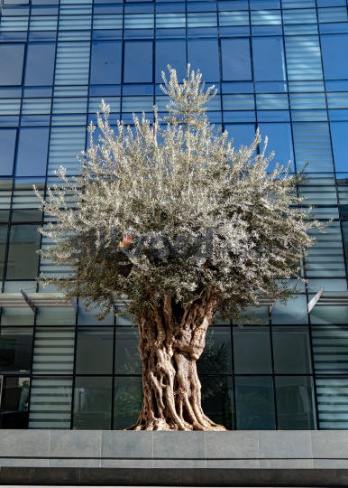 Old Olive Tree Amid Modern Architecture in Al Abdali Boulevard at Sunrise