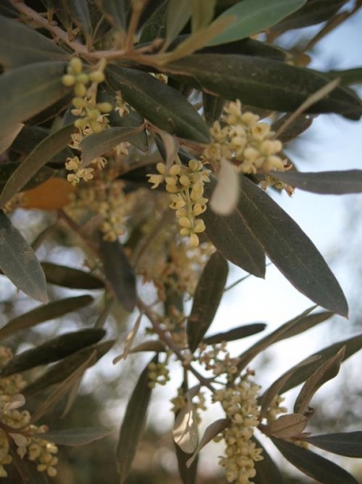 Olive Flowers