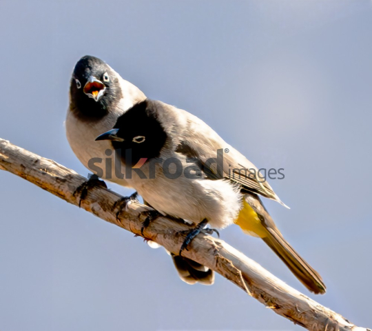 Pair of Birds on Branch in Jordan