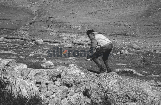 Shepherd Crossing the Fence with Sheep in the Mountains