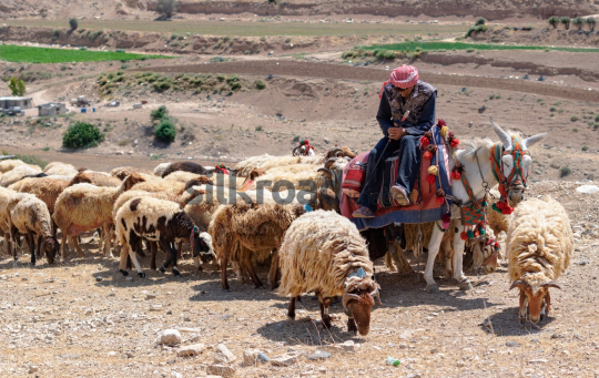 Shepherd Riding a Donkey Among Sheep in Madaba, Jordan