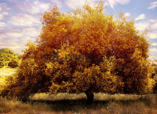 tree-color-fine-art-IMG4810