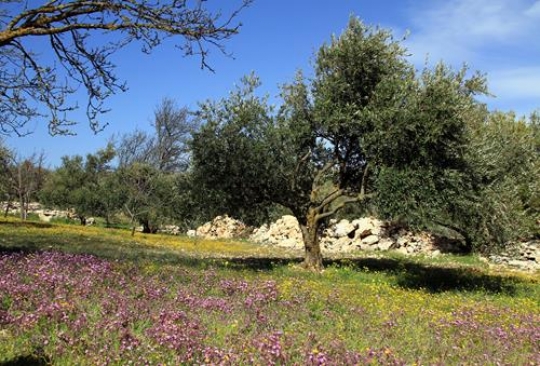 summer landscape