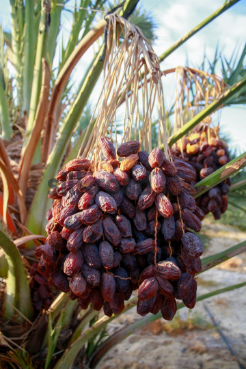Date Harvest (5)